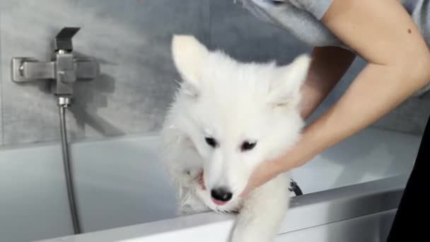 白色的瑞士牧羊犬散步后在浴室里洗澡 宠物狗护理 服务理念 狗的打扮 4K镜头 — 图库视频影像