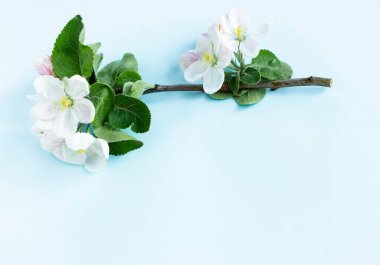 A beautiful sprig of an apple tree with white flowers against a blue background. Blossoming branch. Spring still life. Place for text. Concept of spring or mom day.