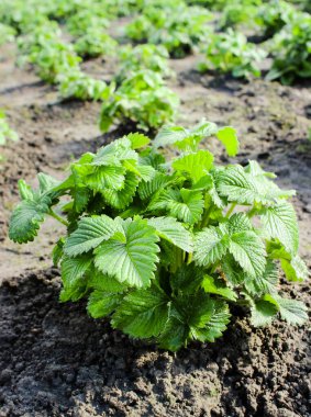 Çilek çalılarına yakın çekim tarım alanında yetişir. Organik gıda üretimi kavramı. Eko çiftliği. Organik ürünler.
