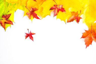 Background of many yellow maple leaves with space for text on a white background. Autumn Leaf Background.