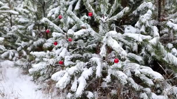 눈으로 나무는 내리는 공으로 장식되어 있습니다 풍경입니다 크리스마스 크리스마스와 새해의 — 비디오