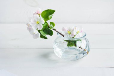 A beautiful sprig of an apple tree with white flowers in a glass vase against a white wooden background. Blossoming branch in a glass with water. Spring still life. Place for text. Concept of spring or mom day.