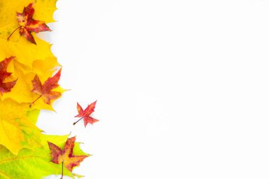 Background of many yellow maple leaves with space for text on a white background. Autumn Leaf Background.