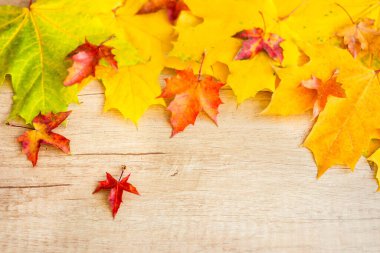 Background of many yellow maple leaves with space for text on a wooden background. Autumn Leaf Background.