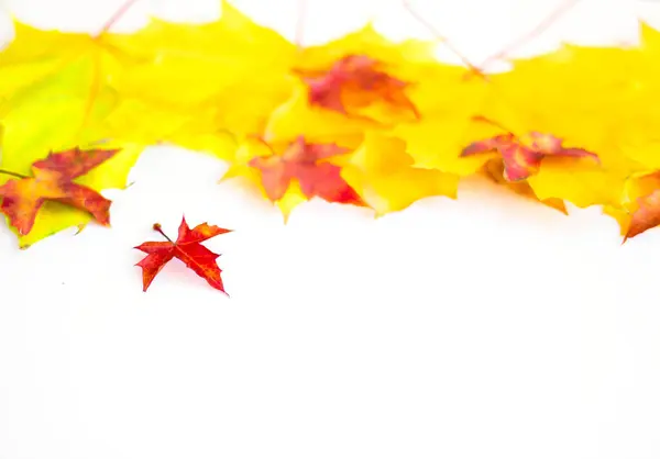 Background Many Yellow Maple Leaves Space Text White Background Autumn — Zdjęcie stockowe
