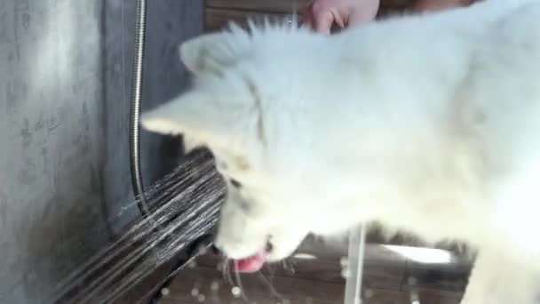 Cachorro Pastor Suizo Blanco Que Lava Baño Ducha Después Caminata — Vídeo de stock