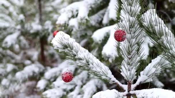 눈덮인 소나무 가지들은 로새로운붉은 모양으로 장식되어 환상적 풍경이죠 크리스마스 크리스마스와 — 비디오