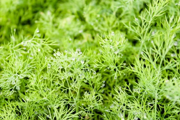 Organic Dill Grown Farm Harvest Green Branches Dill Dill Grows — Stock Photo, Image