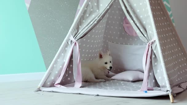 Cachorro Pastor Suizo Blanco Está Jugando Maliciosamente Habitación Los Niños — Vídeo de stock