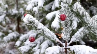 Bengal yangını, kış ormanlarında kırmızı toplarla süslenmiş Noel ağaçlarının arka planında yanar. Noel ağacı. Noel ve Yeni Yıl atmosferi.