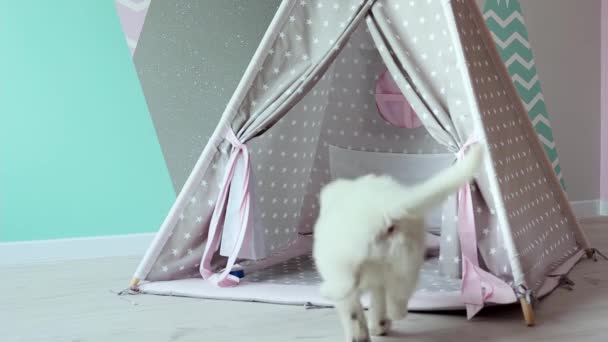 白人のスイス人シェパードの子犬が子供の部屋で不機嫌に遊んでいます かわいい白い子犬がスローモーションで子供のウィグワムで遊んでいる ペットコンセプト — ストック動画