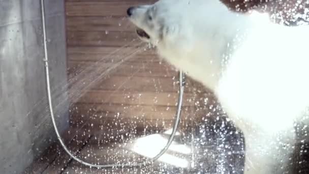 White Swiss Shepherd Szczeniak Myje Się Łazience Pod Prysznicem Spacerze — Wideo stockowe