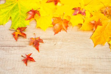 Background of many yellow maple leaves with space for text on a wooden background. Autumn Leaf Background.
