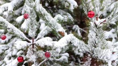 Karla kaplı çam dalları yeni yıl kırmızı toplarıyla süslenir. Muhteşem kış ormanı manzarası. Noel ağacı. Noel ve Yeni Yıl atmosferi.