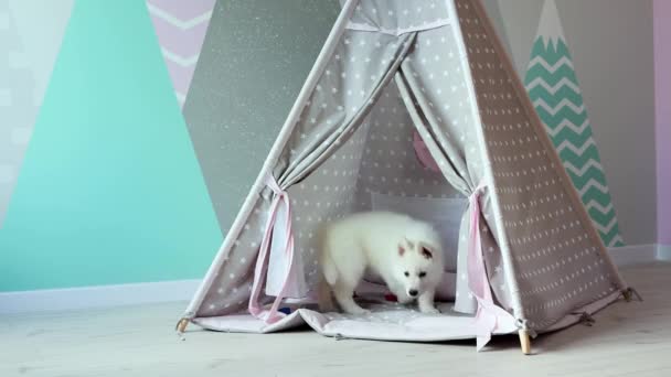 一只瑞士白牧羊犬在孩子们的房间里淘气地玩耍 一只可爱的白狗在孩子们的怀中玩耍 宠物的概念 4K镜头 — 图库视频影像