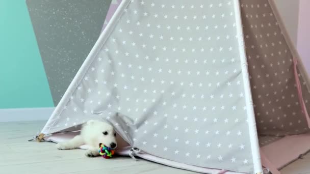 白人のスイス人シェパードの子犬が子供の部屋で不機嫌に遊んでいます かわいい白い子犬が子供のウィグワムで遊んでいる ペットのコンセプト 4K映像について — ストック動画