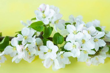 A beautiful sprig of an apple tree with white flowers against a yellow background. Blossoming branch. Spring still life. Place for text. Concept of spring or mom day.