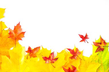 Background of many yellow maple leaves with space for text on a white background. Autumn Leaf Background.