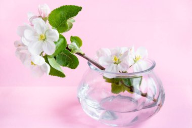 A beautiful sprig of an apple tree with white flowers in a glass vase against a pink background. Blossoming branch in a glass with water. Spring still life. Place for text. Concept of spring or mom day.
