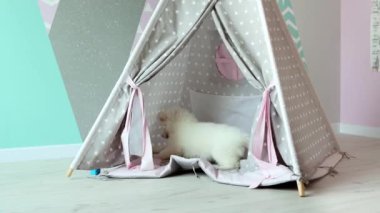 Beyaz İsviçreli bir köpek yavrusu çocuk odasında yaramazca oynuyor. Bir çocuk çadırında sevimli beyaz bir köpek yavrusu oynuyor. Evcil hayvan konsepti. 4k görüntü.
