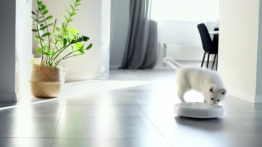 Beyaz bir İsviçreli çoban köpeği robot elektrik süpürgesine şakayla tepki veriyor. Küçük beyaz köpek bir robot elektrikli süpürgeyle oynuyor. Robot temizleme teknolojisi. Modern teknolojiler kendi içimizde. Ev