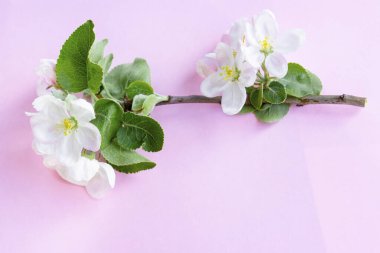 Pembe arka planda beyaz çiçekli güzel bir elma ağacı filizi. Çiçek açan dal. Bahar hala hayattır. Mesaj için yer. Bahar ya da Anneler Günü kavramı.