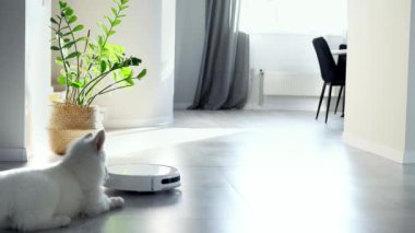 Beyaz bir İsviçreli çoban köpeği robot elektrik süpürgesine şakayla tepki veriyor. Küçük beyaz köpek bir robot elektrikli süpürgeyle oynuyor. Robot temizleme teknolojisi. Modern teknolojiler kendi içimizde. Ev