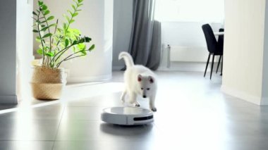 Beyaz bir İsviçreli çoban köpeği robot elektrik süpürgesine şakayla tepki veriyor. Küçük beyaz köpek bir robot elektrikli süpürgeyle oynuyor. Robot temizleme teknolojisi. Modern teknolojiler kendi içimizde. Ev
