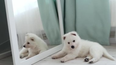 Beyaz İsviçreli bir çoban köpeği aynanın yanındaki kameraya dikkatle bakar. Evcil hayvan konsepti. 4k görüntü.