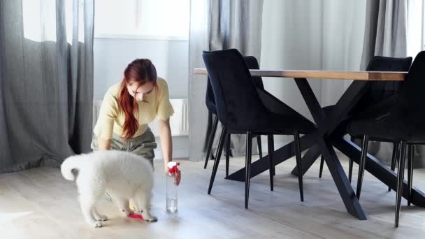 一个小女孩慢动作地给小狗擦了地板 一只小白狗在玩耍时防止一个年轻女人擦地板 在家里房间里一个接一个地打扫地板 — 图库视频影像