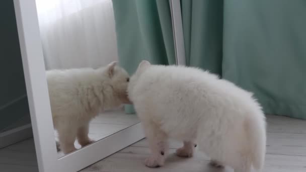 Een Witte Zwitserse Herder Ligt Grond Kijkt Spiegel Puppy Likt — Stockvideo