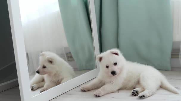 Cachorro Pastor Suizo Blanco Mira Cámara Cerca Del Espejo Concepto — Vídeo de stock