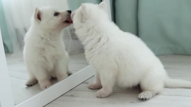 Cachorro Está Lamiendo Mordiendo Reflejo Espejo Cachorro Juega Con Espejo — Vídeos de Stock