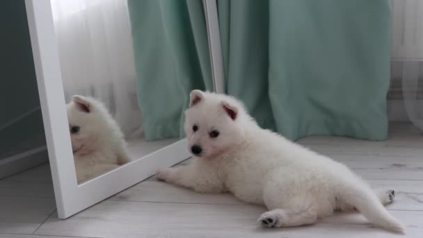 白人のスイス人シェパードの子犬が床に横たわり 鏡を見ている 子犬は 鏡の中の彼の反射を舐め 噛み付いています 子犬は鏡で遊んでいる ペットのコンセプト 4K映像について — ストック動画
