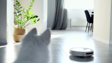 Beyaz bir İsviçreli çoban köpeği robot elektrik süpürgesine şakayla tepki veriyor. Küçük beyaz köpek bir robot elektrikli süpürgeyle oynuyor. Robot temizleme teknolojisi. Modern teknolojiler kendi içimizde. Ev temizliği. 4k görüntü.
