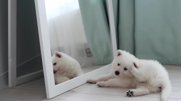 Beyaz Sviçreli Bir Çoban Köpeği Aynanın Yanında Patisini Kulağının Arkasına — Stok video