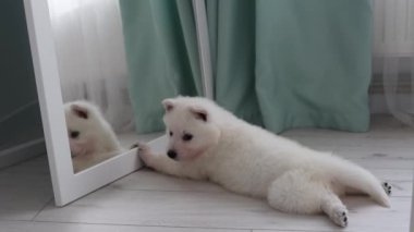 Beyaz bir İsviçre çoban köpeği yerde yatar ve aynaya bakar. Yavru köpek aynadaki yansımasını yalıyor ve ısırıyor. Bir köpek yavrusu aynayla oynar. Evcil hayvan konsepti. 4k görüntü.