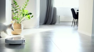 Beyaz bir İsviçreli çoban köpeği robot elektrik süpürgesine şakayla tepki veriyor. Küçük beyaz köpek bir robot elektrikli süpürgeyle oynuyor. Robot temizleme teknolojisi. Modern teknolojiler kendi içimizde. Ev temizliği. 4k görüntü.