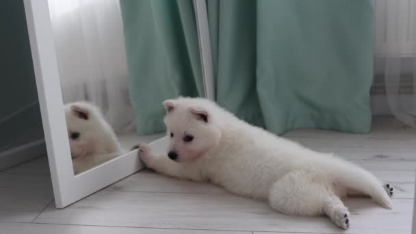 Cachorro Pastor Suizo Blanco Yace Suelo Mira Espejo Cachorro Está — Vídeo de stock