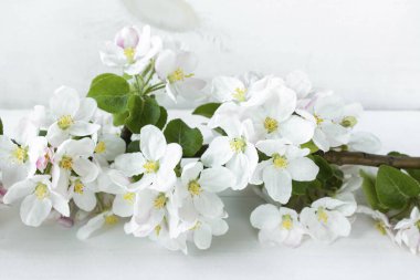 A beautiful sprig of an apple tree with white flowers against a white wooden background. Blossoming branch. Spring still life. Place for text. Concept of spring or mom day.