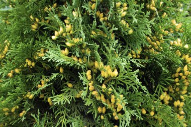 Kozalaklı bir kozalaklı süs ağacının yakın çekimi. Sütun selvi.