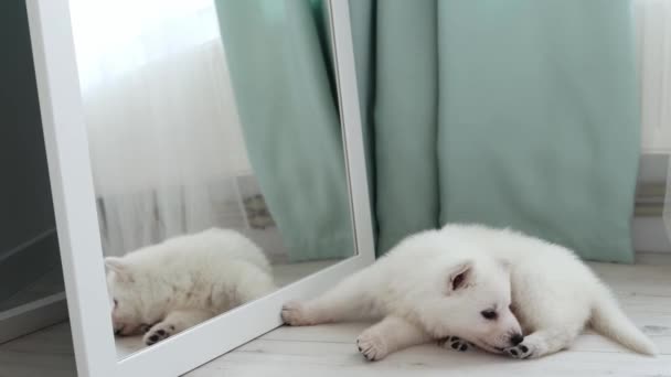 Cachorro Pastor Suizo Blanco Mimado Cerca Del Espejo Concepto Mascotas — Vídeo de stock