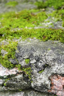 Üzerinde yosun olan bir taşın yakın çekimi. Doğal arkaplan.