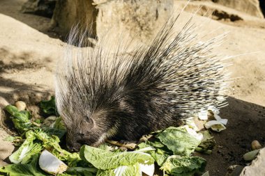 Bir kirpi hayvanat bahçesindeki bir besleyiciden sebze yer..
