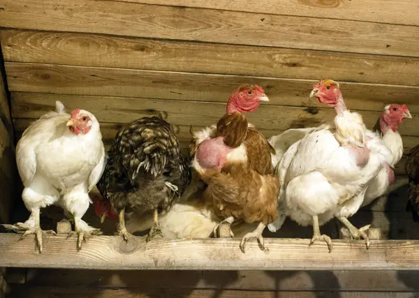 Chickens in the hen house. Chickens sit in the perch. A group of chickens sit in the roost.