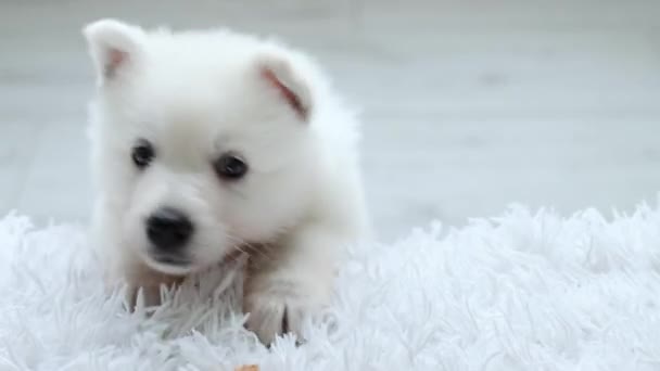 白人のスイス人シェパードの子犬がカメラをカットして見えます 子犬はベッドの上に登りたいと思っている ペットのコンセプト 4K映像について — ストック動画