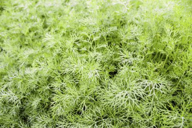 Organik dereotu çiftlikte yetişmiş. Dereotundan yeşil dallar hasat et. Dill açık arazide yetişir. Seçici odaklanma. Organik tarım kavramı.