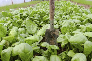 Kürek, bahçe yatağında büyüyen yeşil sebze yapraklarının arasına sıkışmış. Organik ürünler tarım alanında yetişir. Yazın hasat et. Organik tarım ve organik sebze yetiştirme kavramı. GDO 'suz
