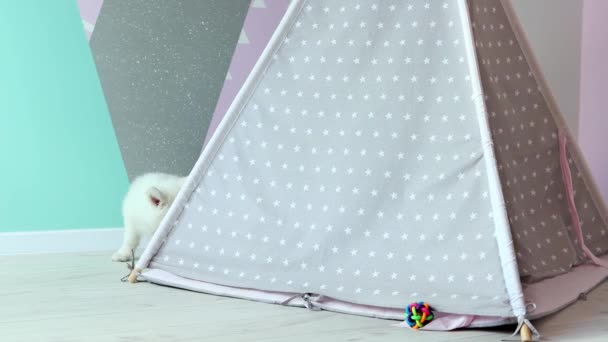 화이트 스위스 셰퍼드 강아지는 어린이 방에서 사악하게 연주하고 있습니다 귀여운 — 비디오