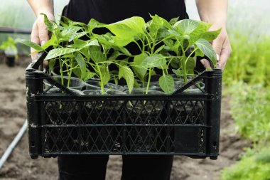 Bir serada fidelerin durduğu kutunun yakın çekimi. Bahçe için plastik bardaklarda tatlı biber yetiştiriyorum. Fincanlarda taze yeşil biber tohumları. Seçici odak.